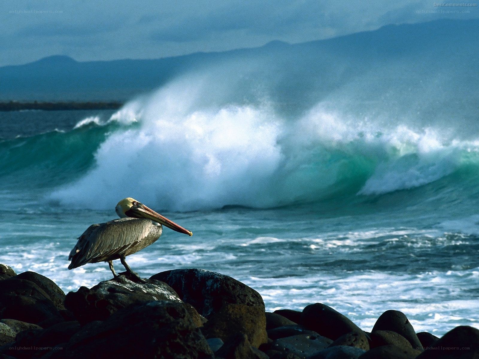 Pelican on rocky shore