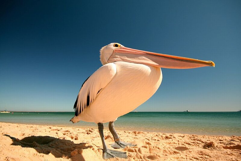 Pelican on Sandy Beach