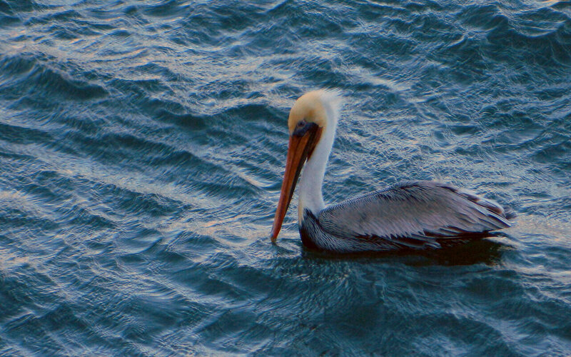 Pelican on Water