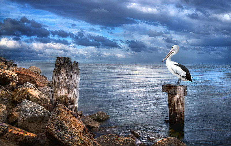 Pelican on Wooden Post