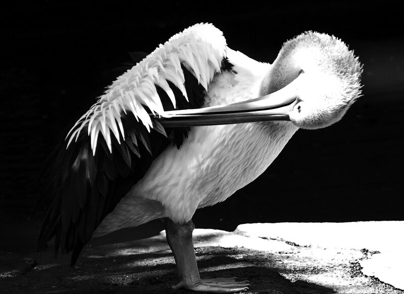 Pelican Preening Feathers