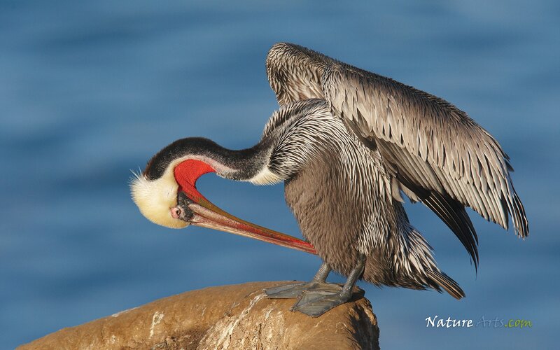Pelican preening on rock