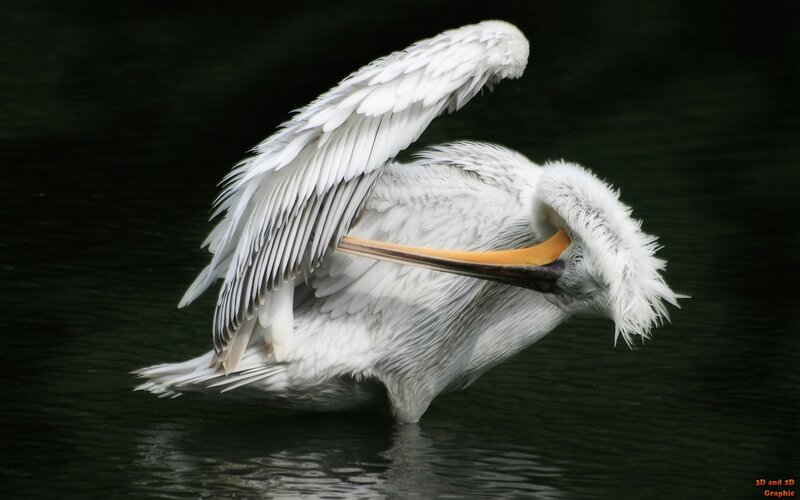 Pelican preening on water