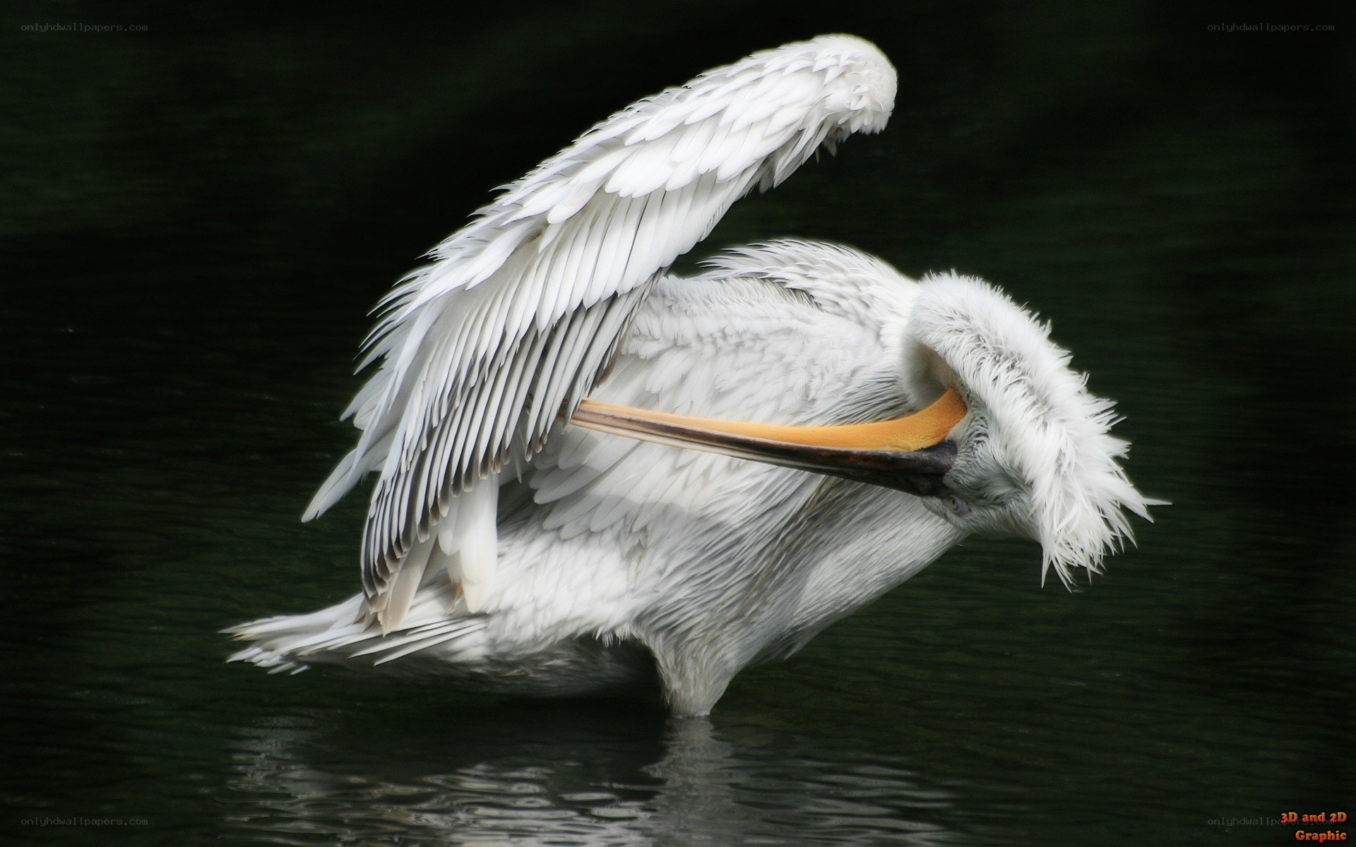 Pelican preening on water