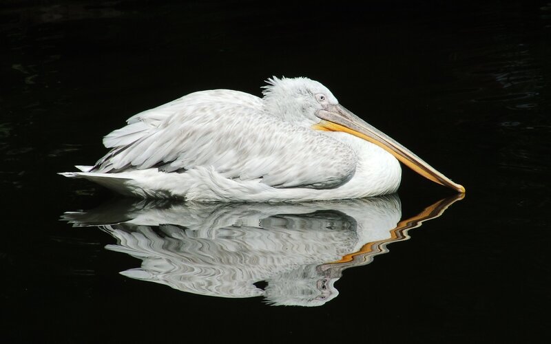 Pelican resting on water