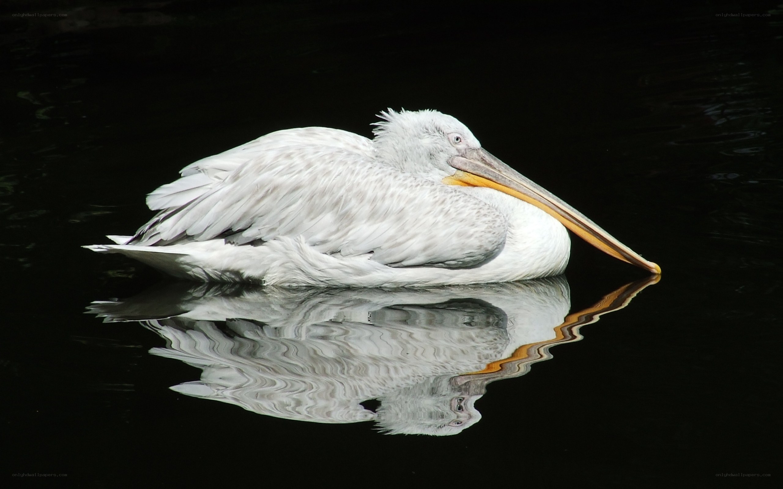 Pelican resting on water