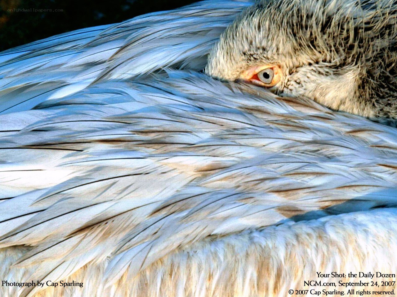 Pelican resting with eye visible