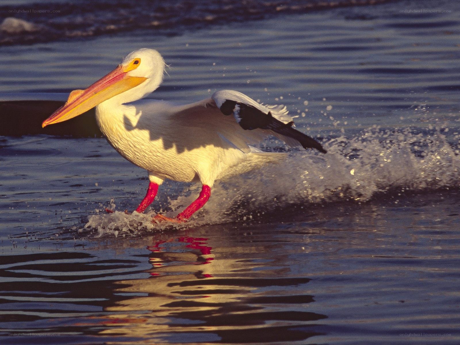 Pelican running on water