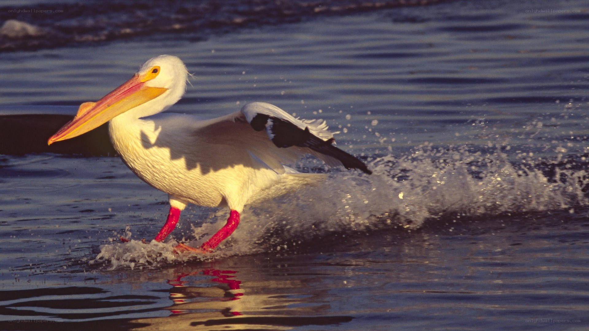 Pelican running on water
