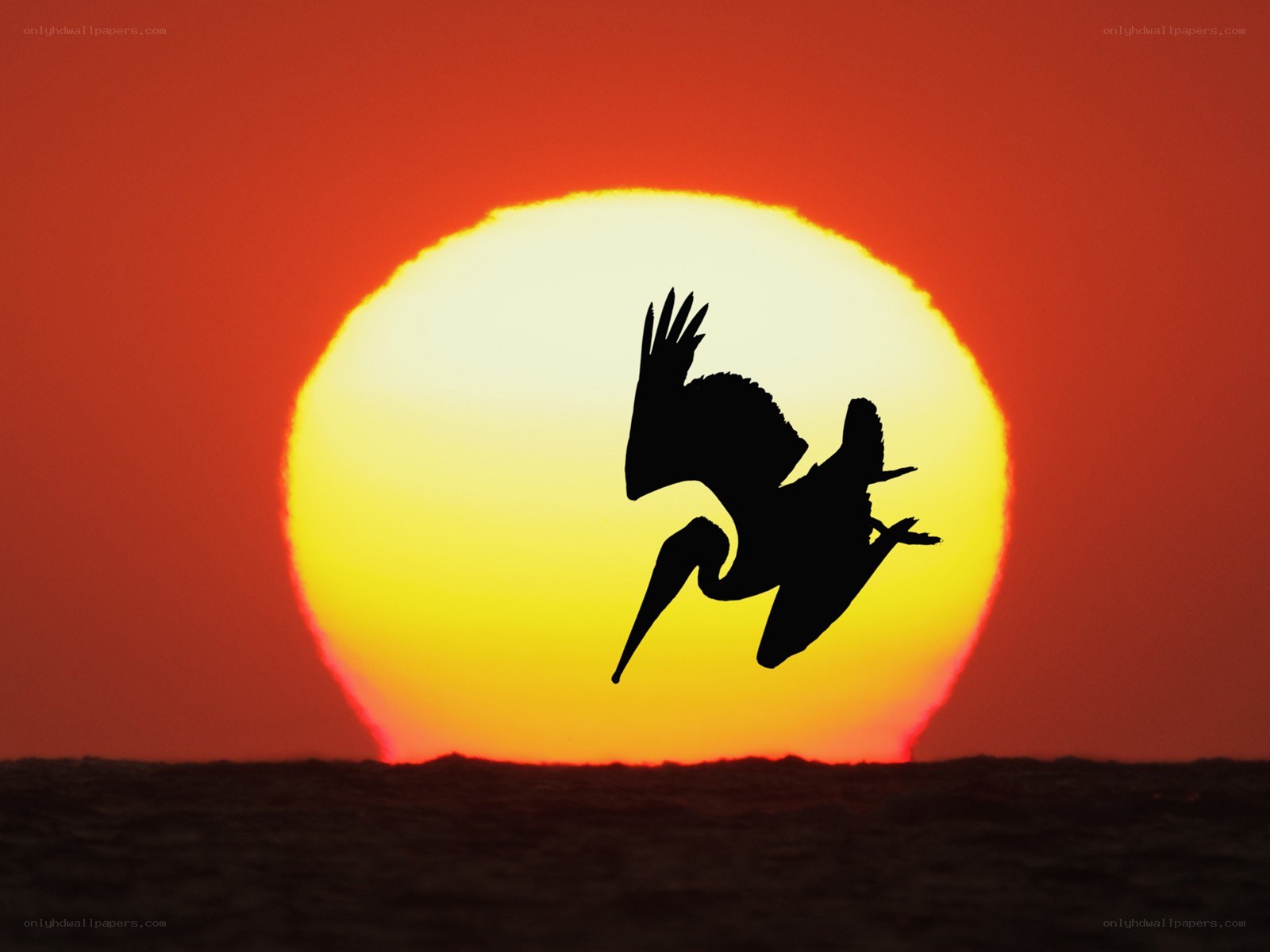 Pelican silhouetted against sunset