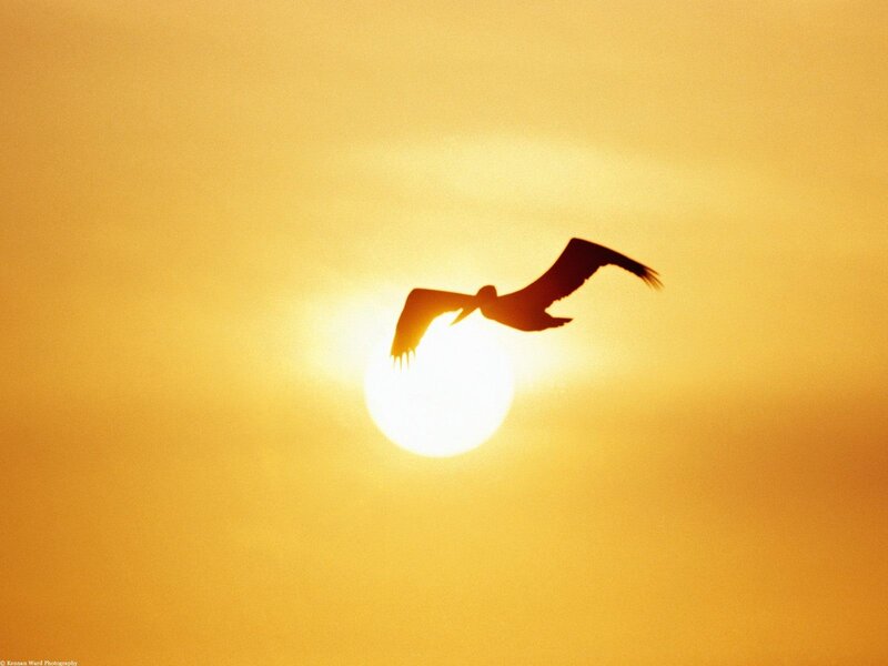 Pelican silhouetted against the sun