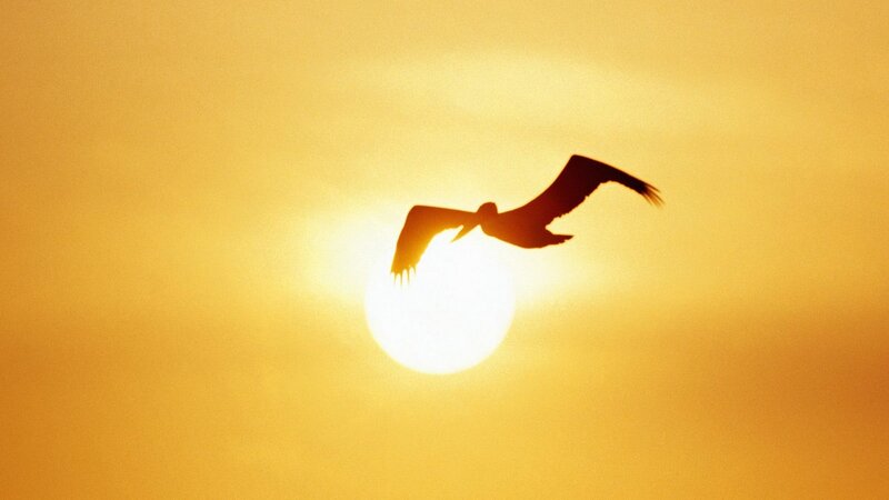 Pelican silhouetted against the sun