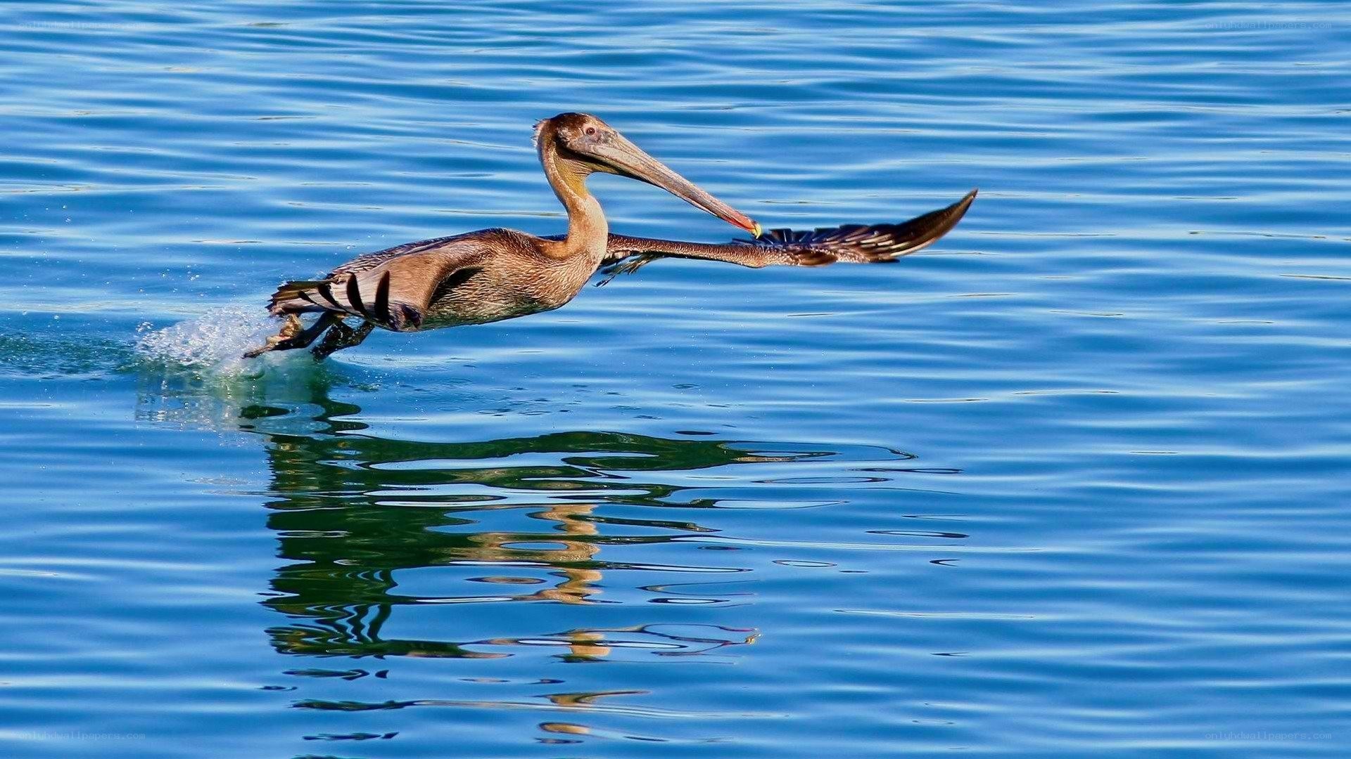 pelican skimming the water