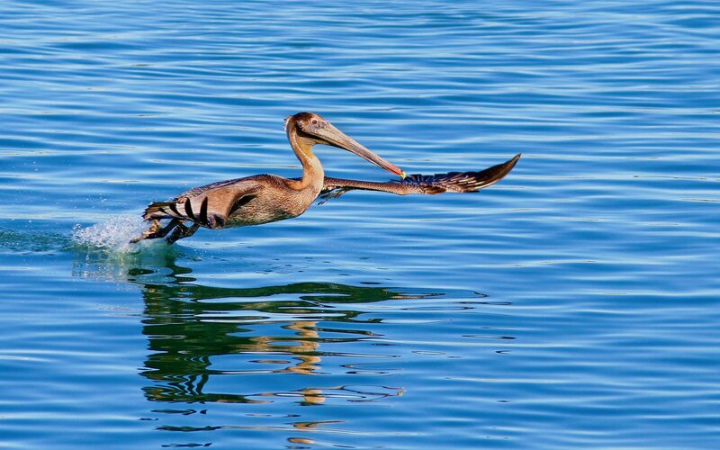 pelican skimming the water
