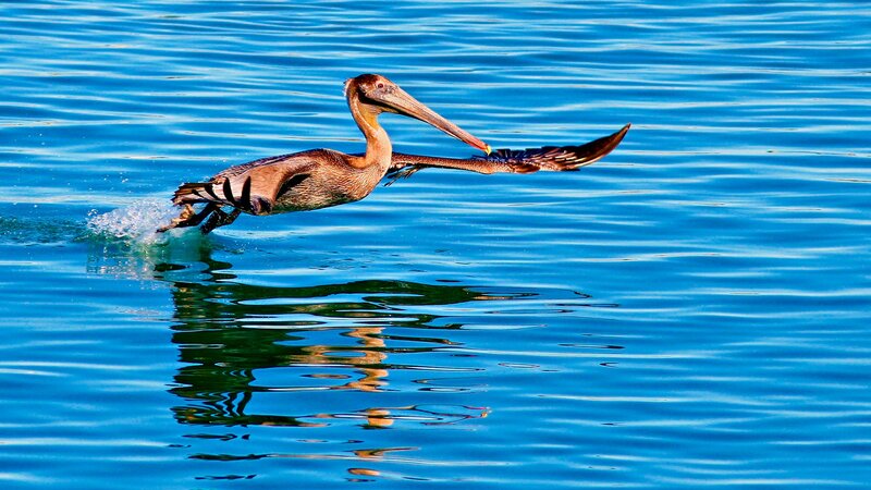 pelican skimming the water