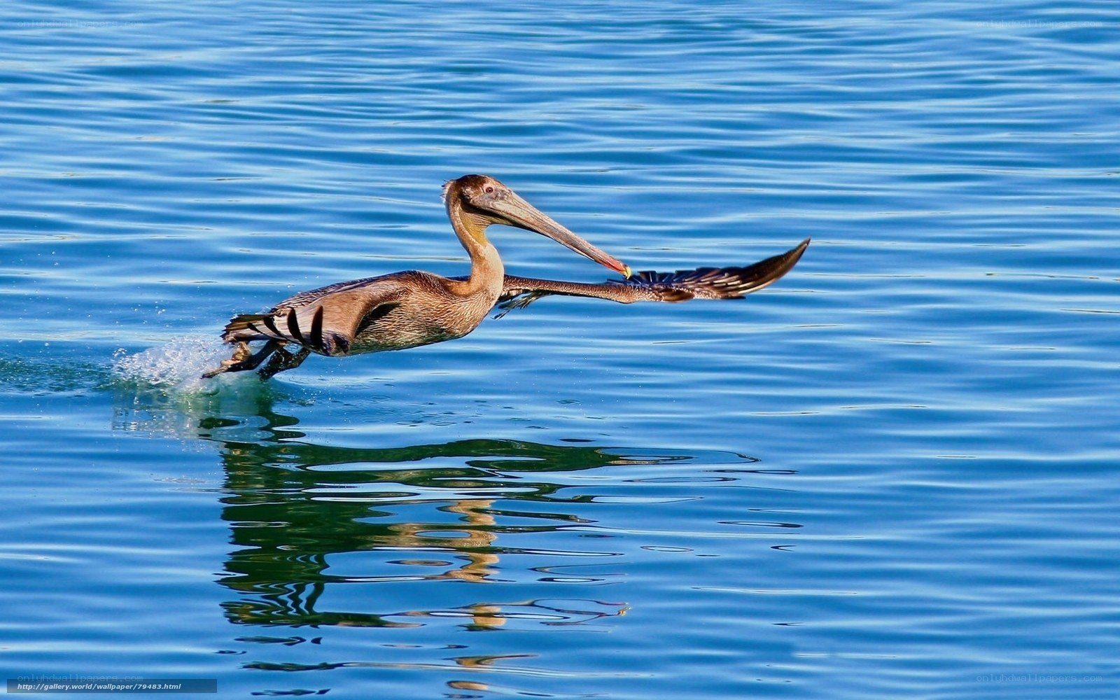 Pelican skimming the water