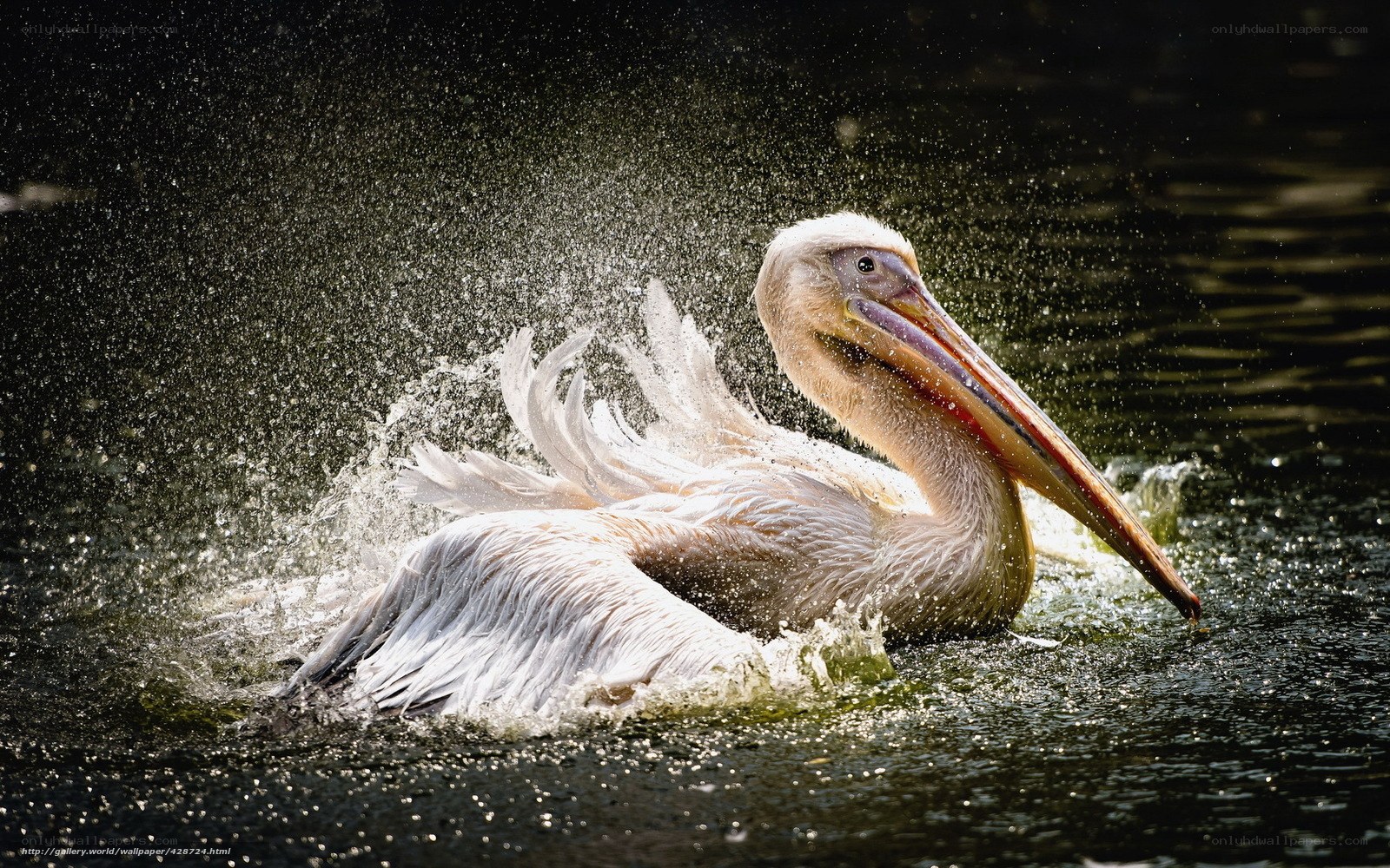 Pelican splashing in water