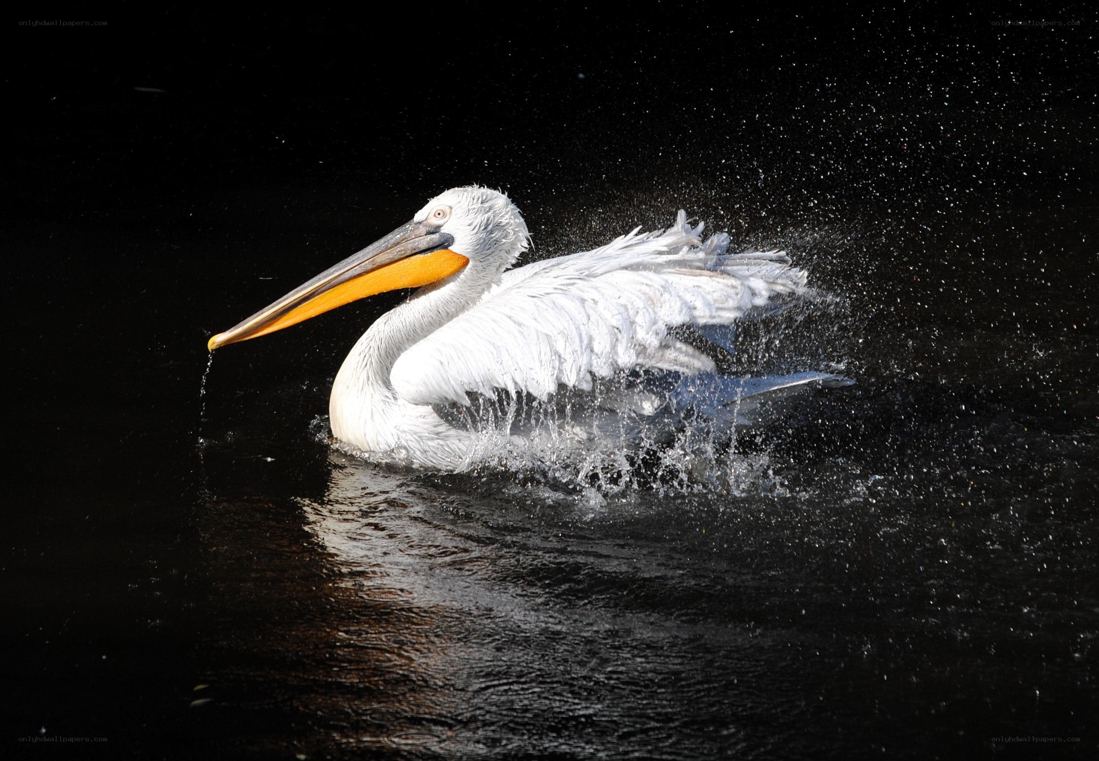 Pelican splashing in water
