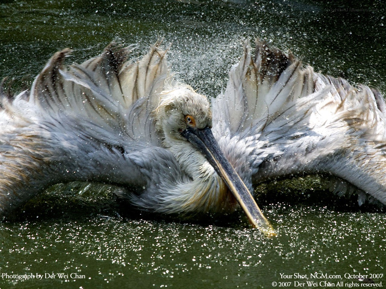 Pelican splashing in water