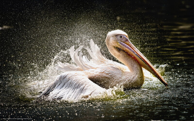 Pelican Splashing in Water — White
