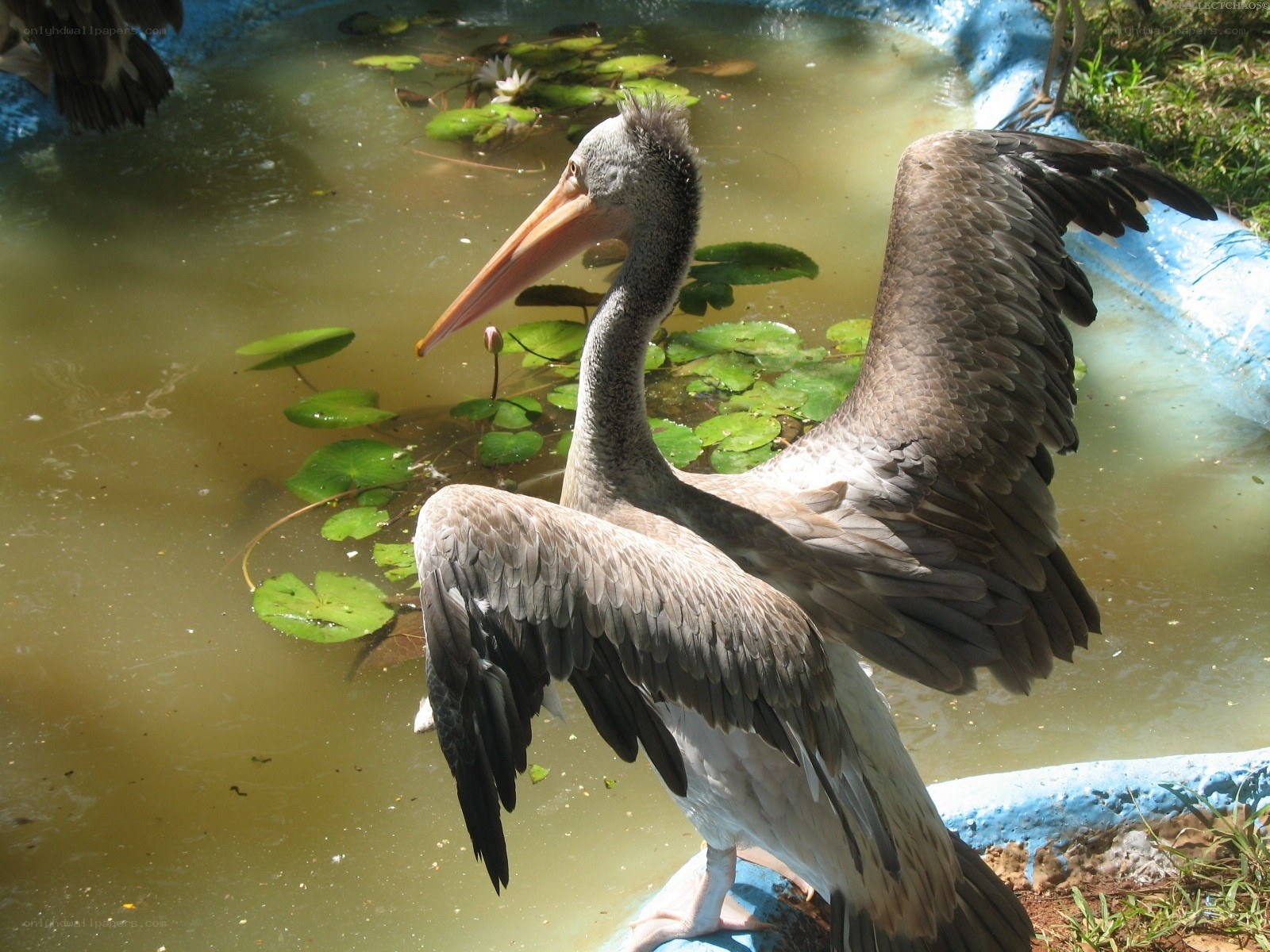 Pelican spreading wings in pond