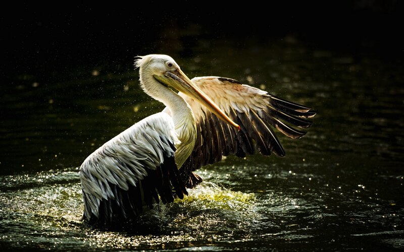 Pelican Spreading Wings — White