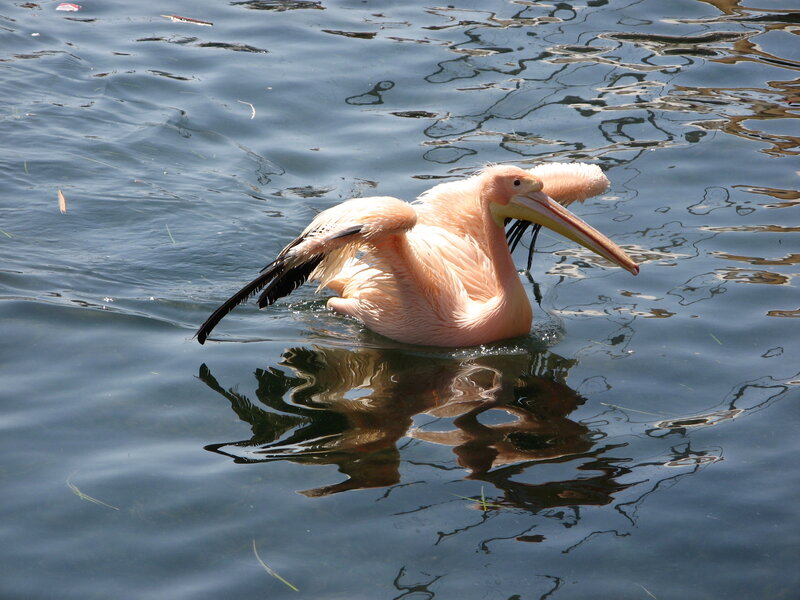 pelican swimming in water