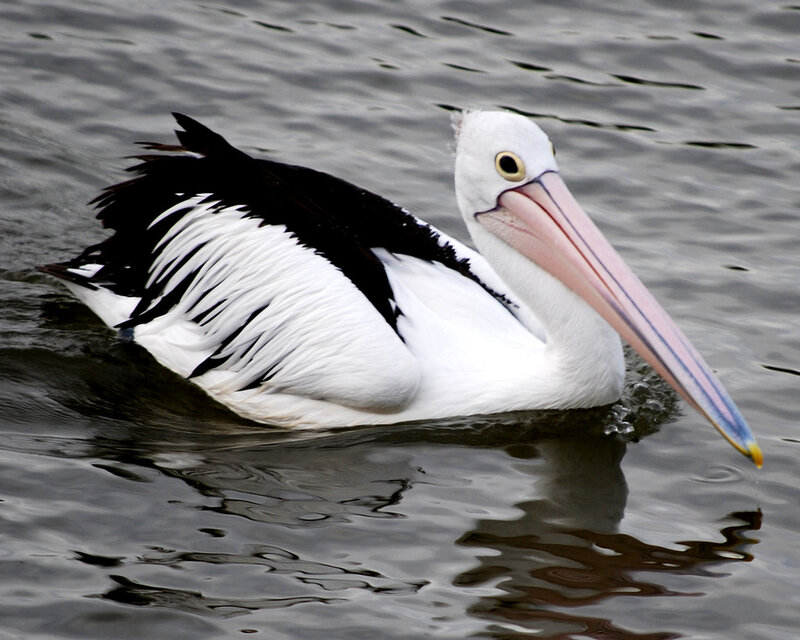 pelican swimming in water