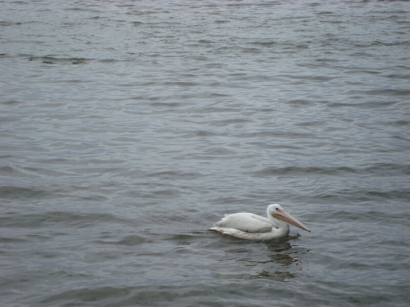 Pelican swimming in water