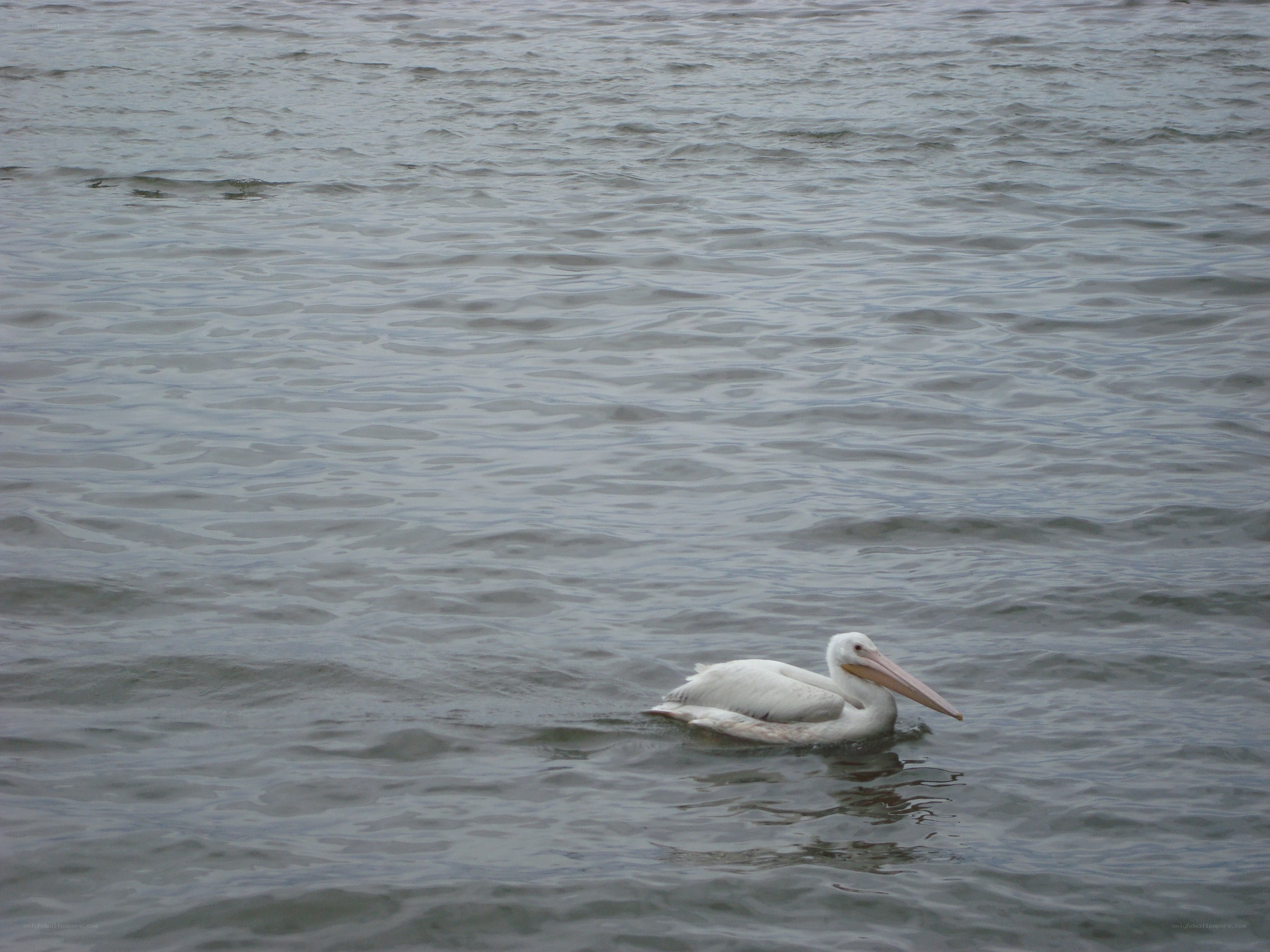 Pelican swimming in water
