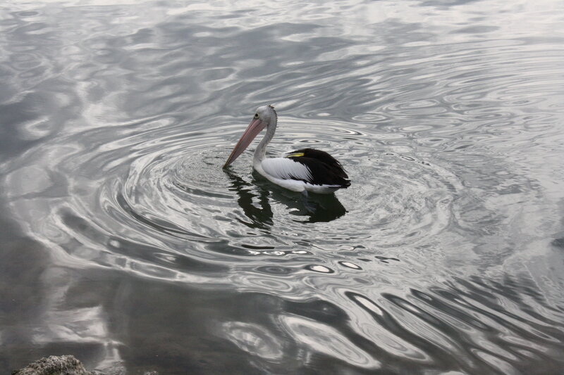 Pelican Swimming in Water — Gray