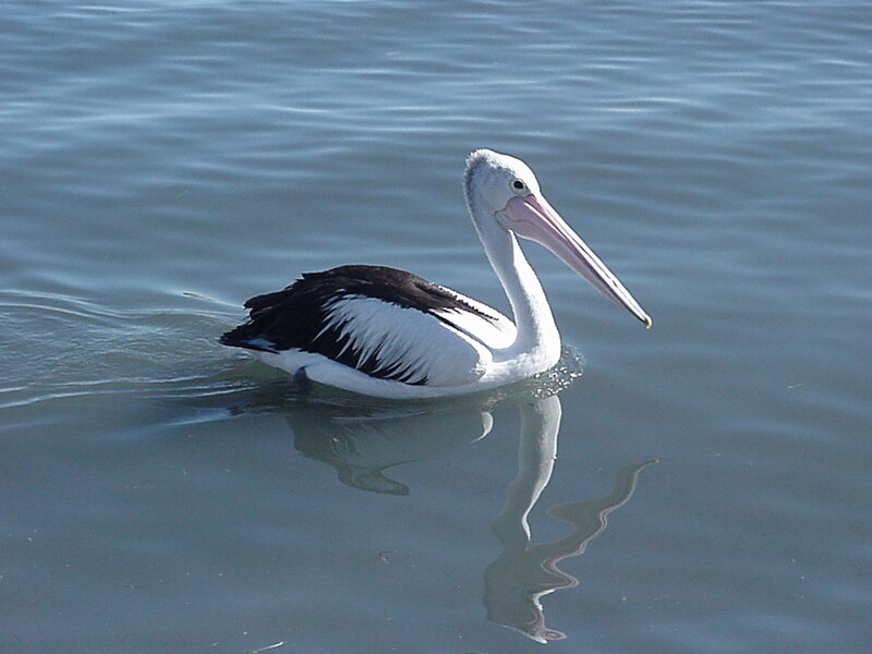 Pelican Swimming in Water — White