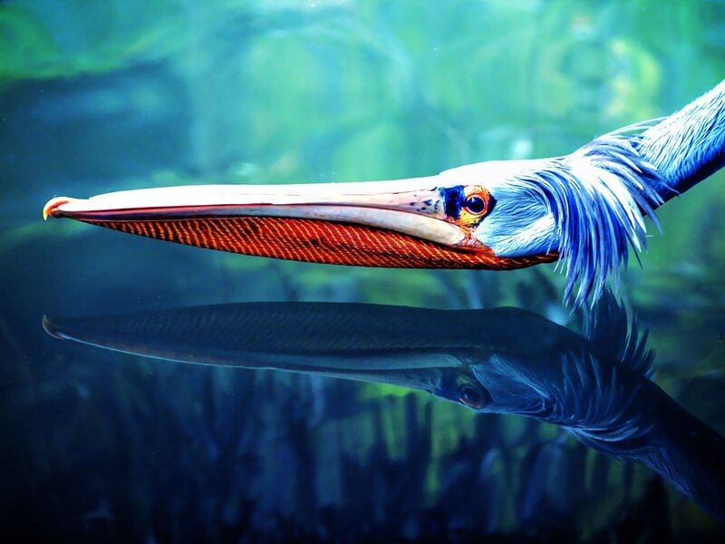 Pelican swimming underwater