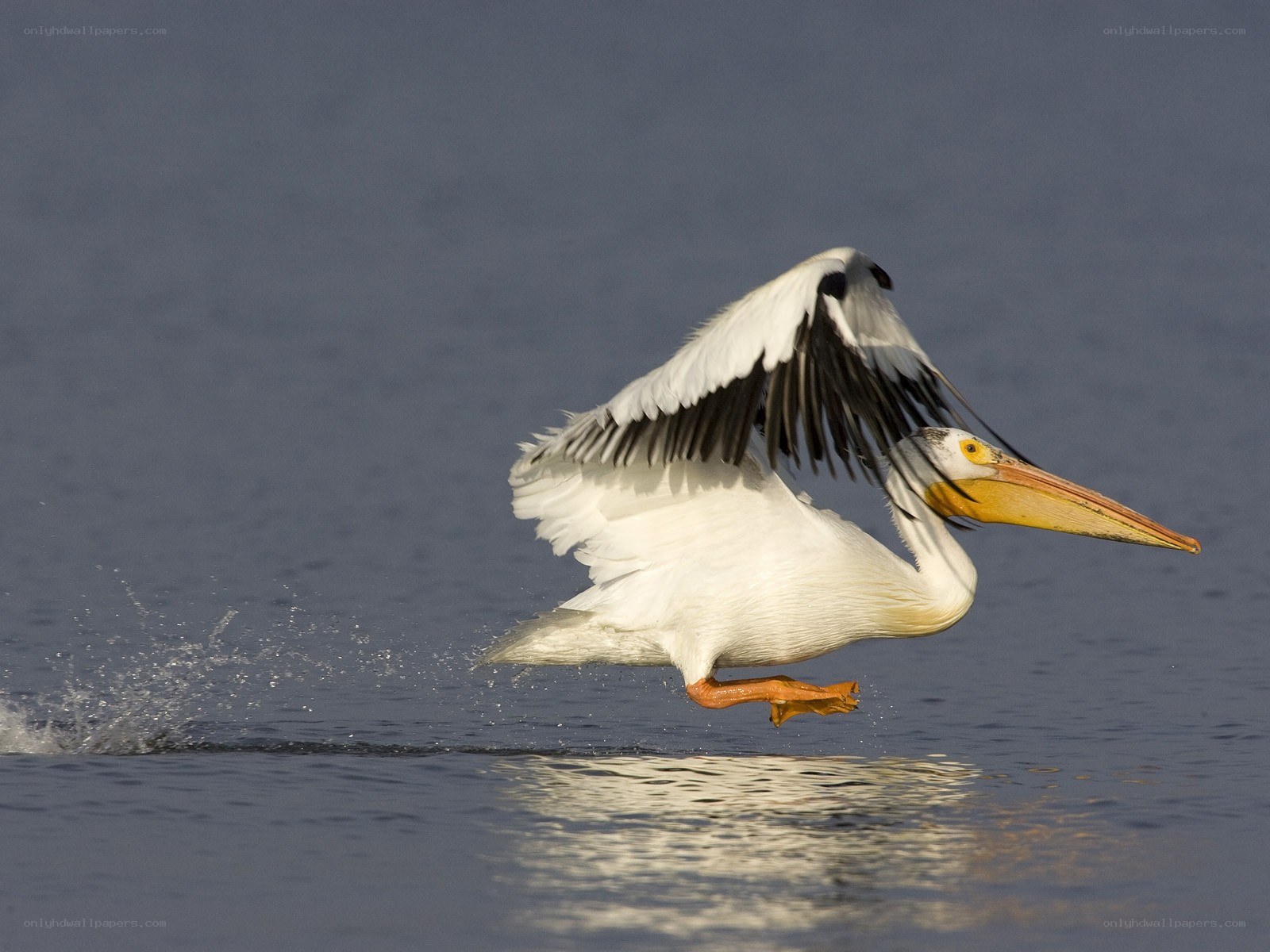 pelican taking off from water