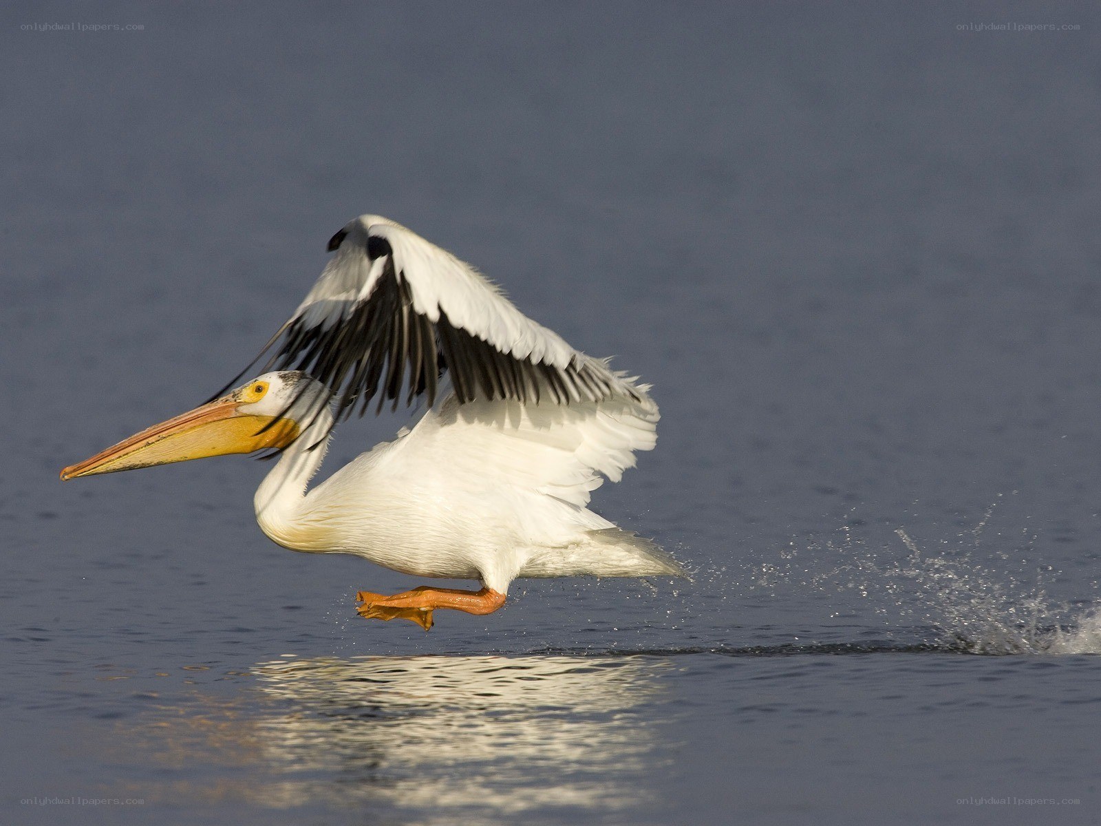 pelican taking off from water
