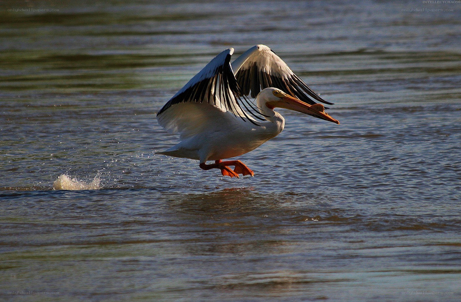 pelican taking off from water