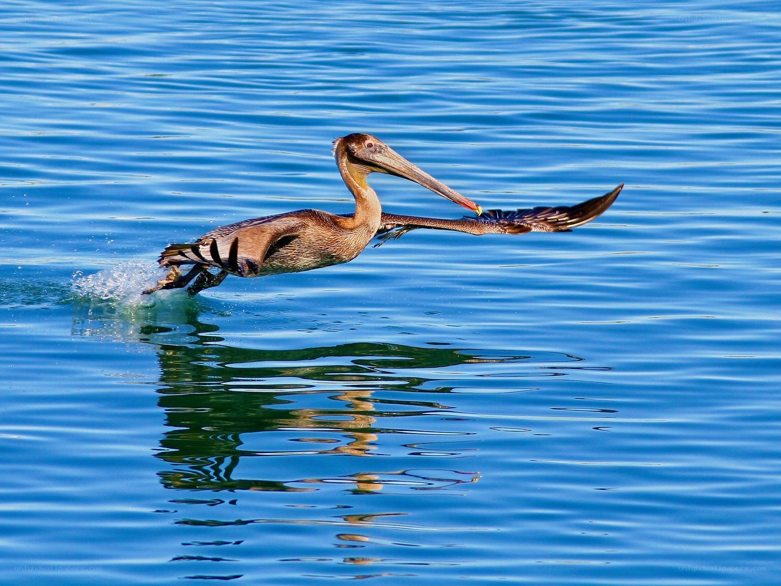 pelican taking off from water