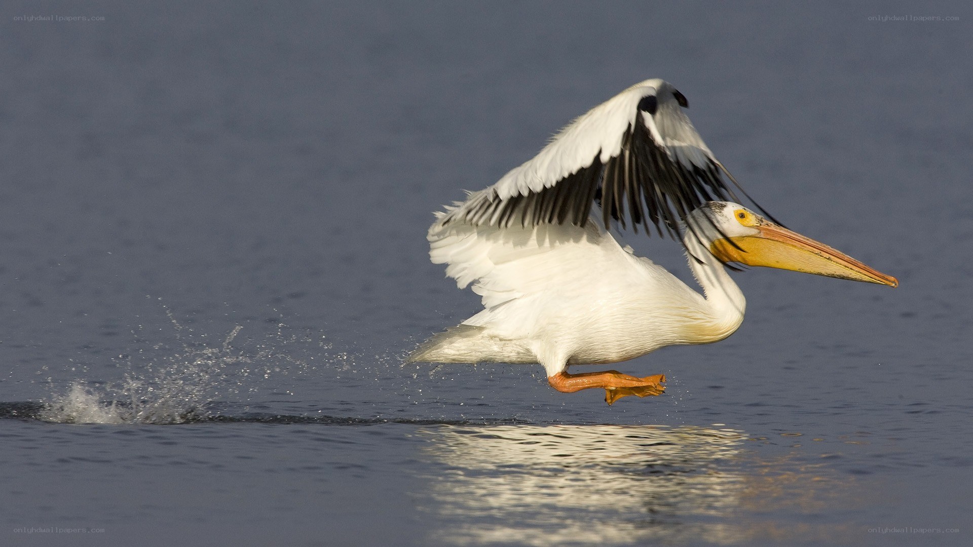 Pelican taking off from water