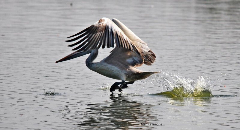 Pelican Taking Off — Gray
