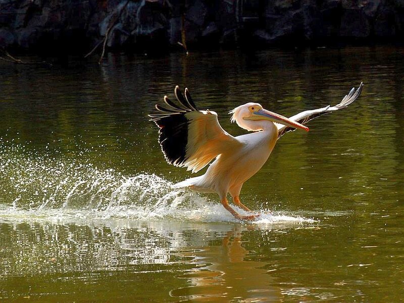 Pelican Taking Off