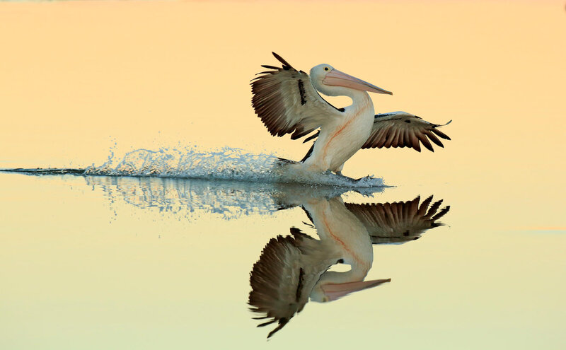 Pelican Taking Off — Yellow