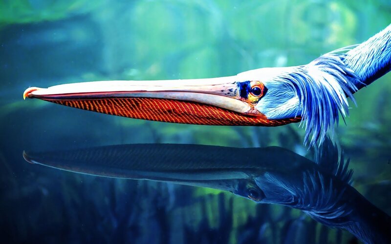 Pelican Underwater — Blue