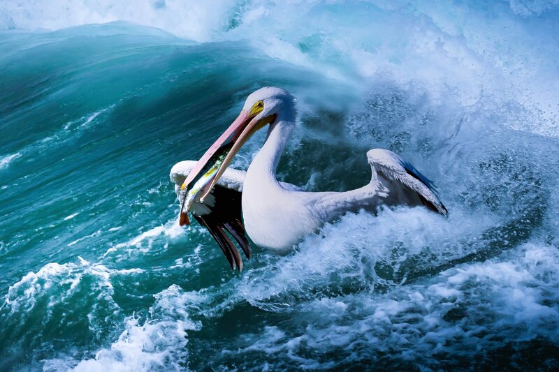 Pelican with Fish