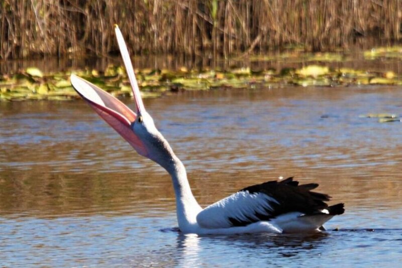 Pelican with Open Beak
