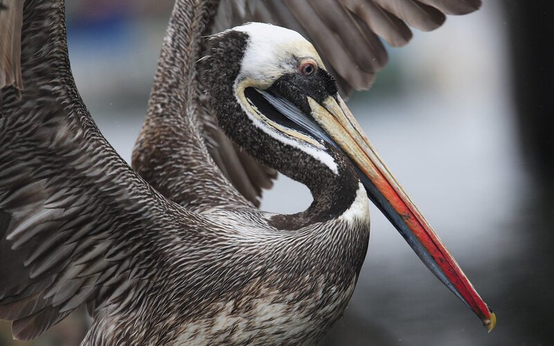Pelican with spread wings