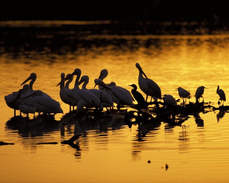Pelicans and Birds at Sunset