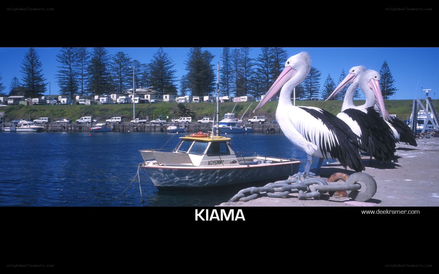 Pelicans at Kiama harbor