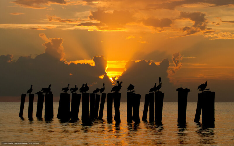 Pelicans at sunset on pilings