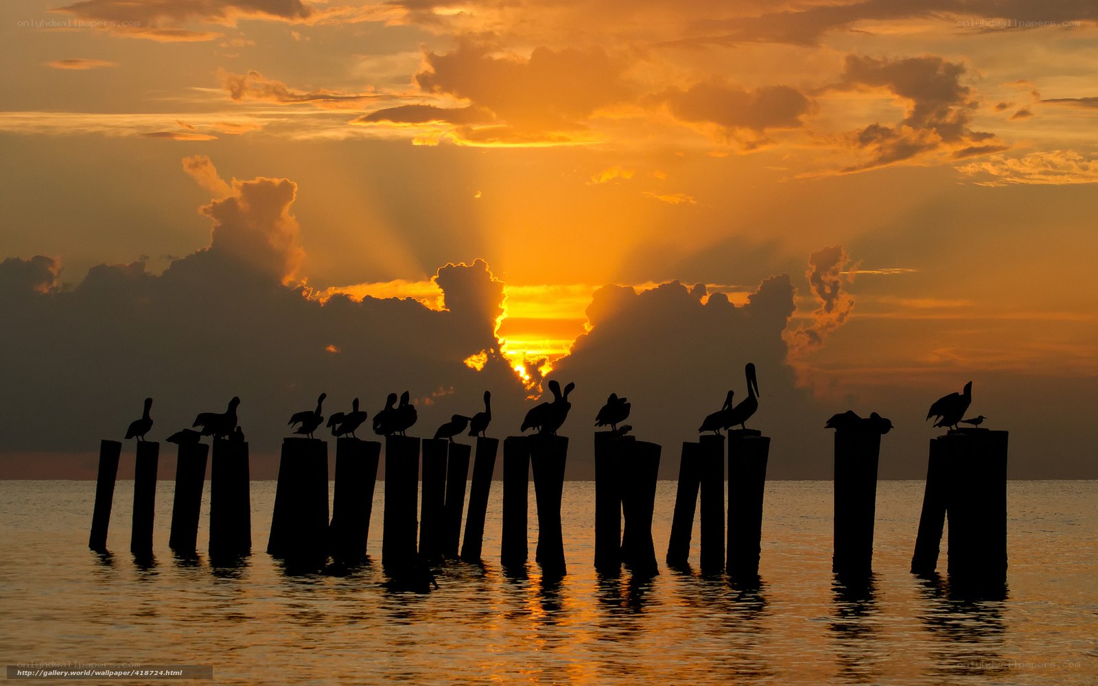 Pelicans at sunset on pilings