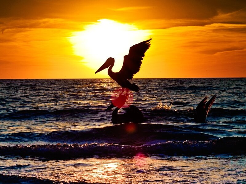 Pelicans at sunset